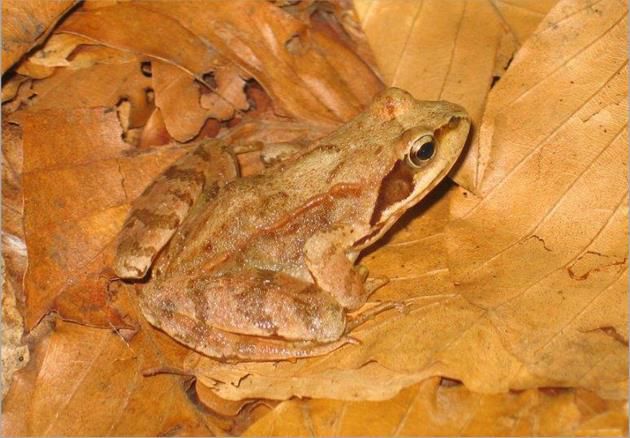 Rana Temporaria
