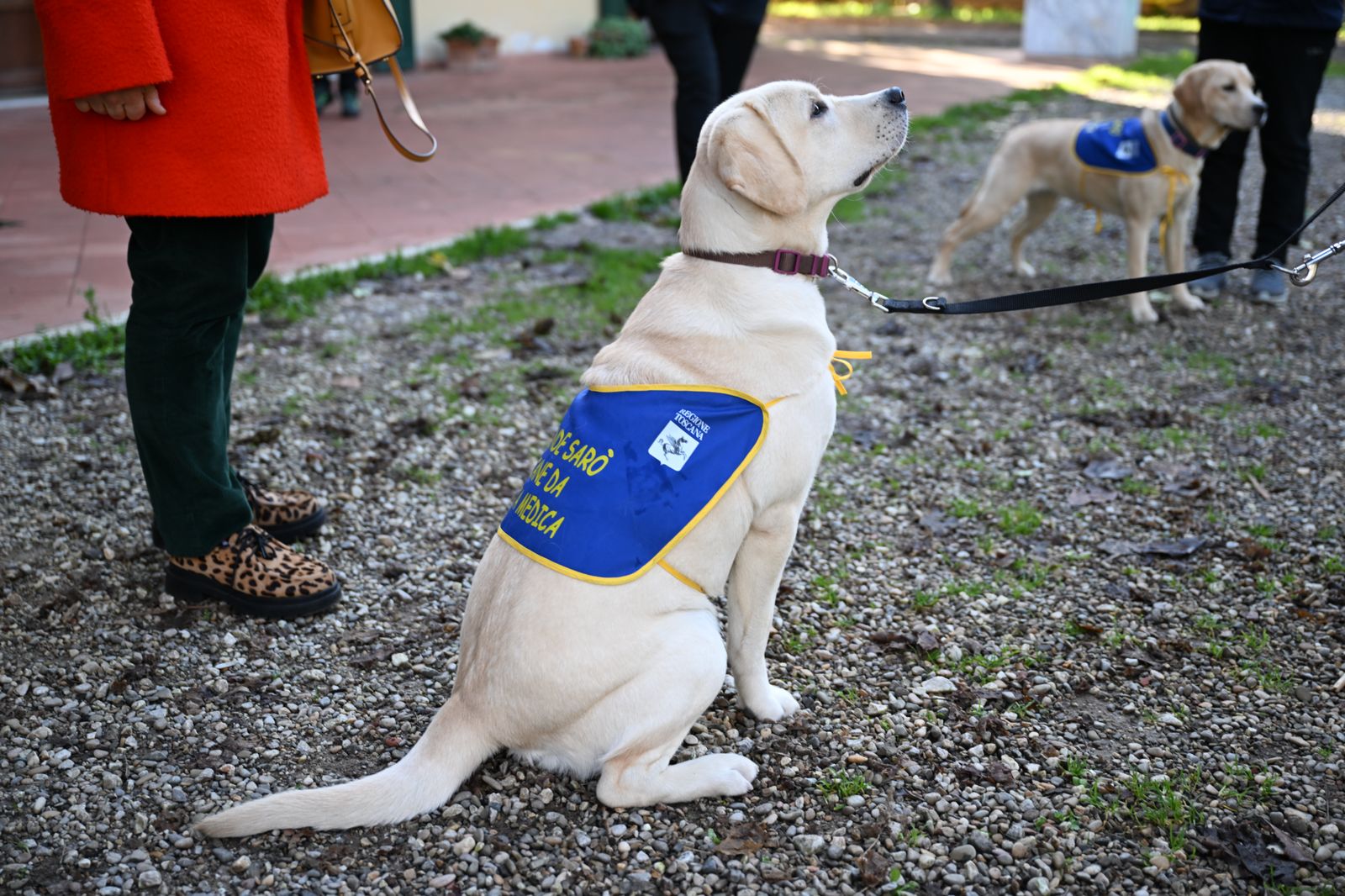 Diabete, si potenzia il servizio di aiuto con i cani “salvavita”