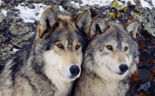 Allevatori danneggiati dai lupi, indennizzi entro 60 giorni