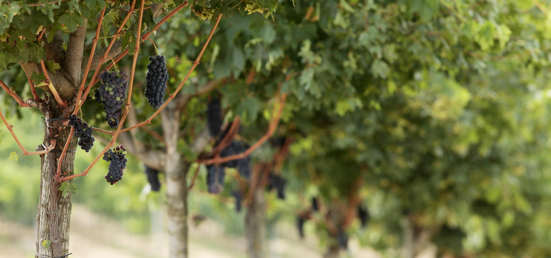 Vino, per le aziende toscane un aumento delle risorse disponibili